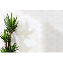 EXPRESS - 3X12, WHITE AGL, GLOSSY